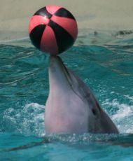 Delfin-100.jpg